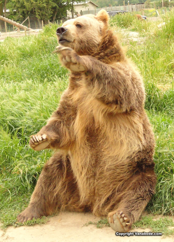 picture of bear waving for bread at olympic game farm in washington