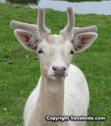 picture of european fallow deer at game farm