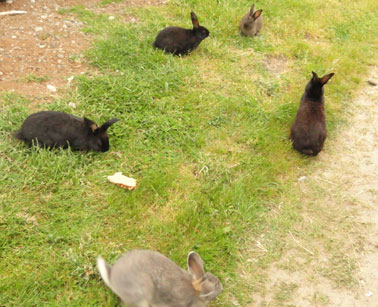 photo of rabbits gone wild at olympic game farm