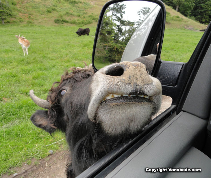 picture of domestic yak in washington
