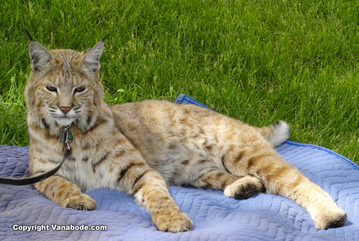 tame bobcat in oregon lodge picture