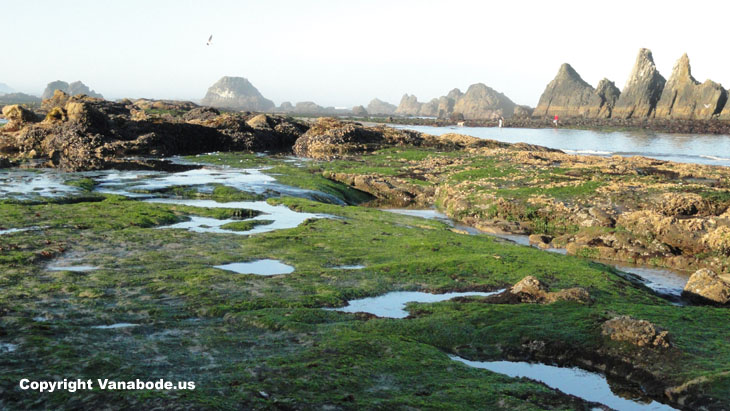 picture of tide pools along oregon coast