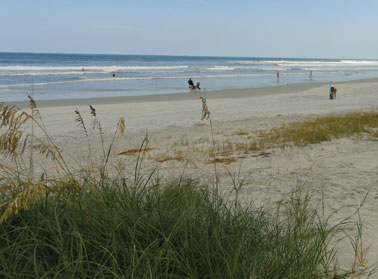 ormond beach sand dunes and sea oats picture