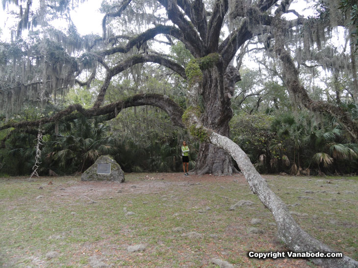 fairchild oak bulow creek state park ormond picture