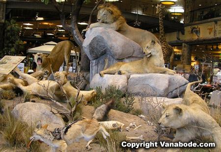 Lion herd wildlife mount at Bass Pro Shop at the Silverton Hotel picture