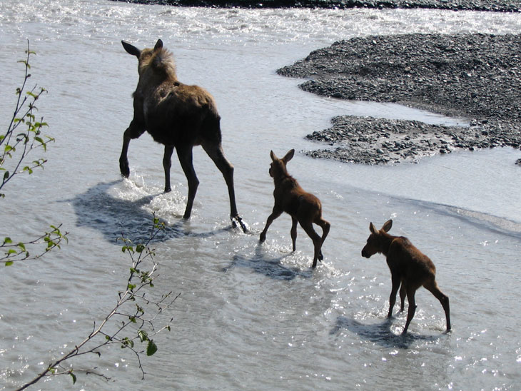 picture of moose with two babies in kenai fjords alaska