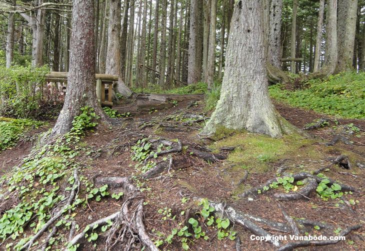 picture of forest walk to cape flattery washington