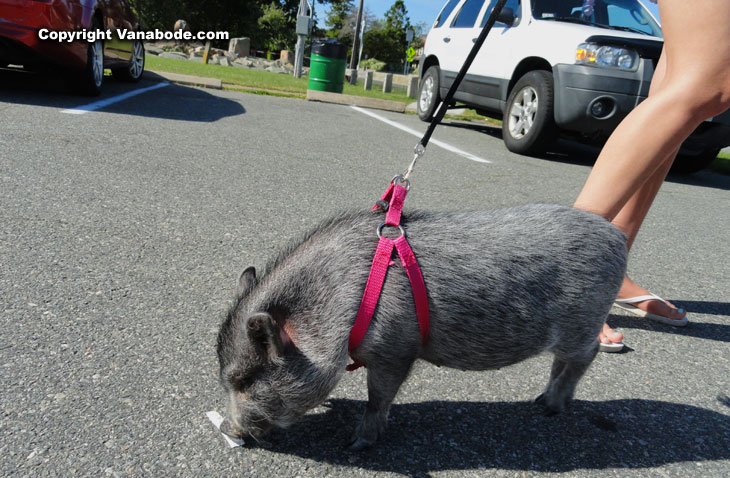 pig on pavement tip toes