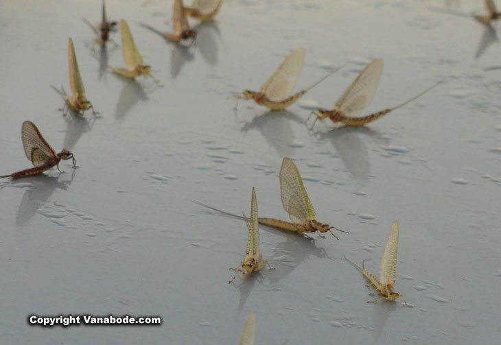 port clinton mayflies cover car