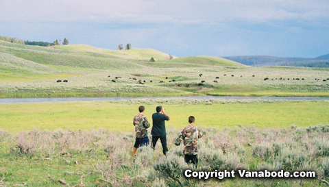 yellowstone national park bison prairie picture