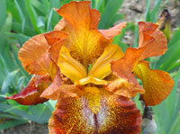 presby iris gardens in new jersey