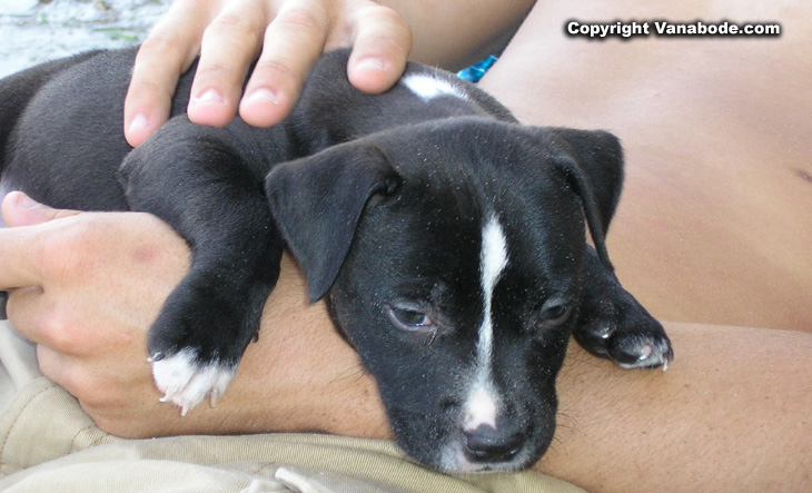 picture of tired puppy at beach