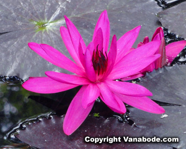 purple water lily picture mckee gardens