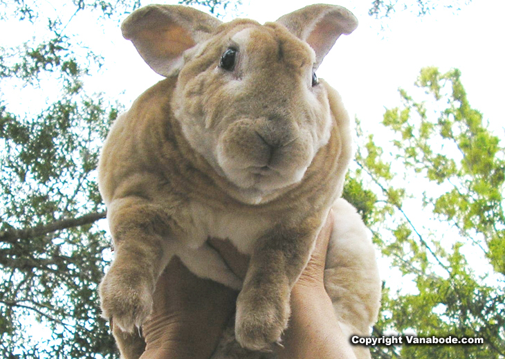 picture of rabbit playing airplane