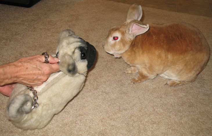 picture of puppy purse and bugsy