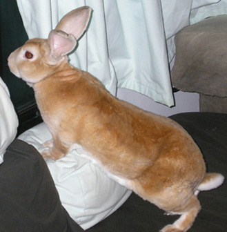 picture of rabbit standing guard in the rv