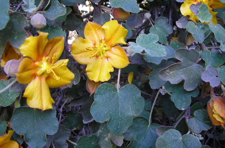 rancho santa ana botanic garden spring blooms picture