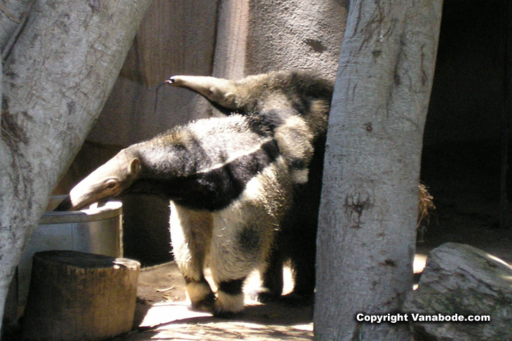 picture of aardvarks at san diego zoo balboa park