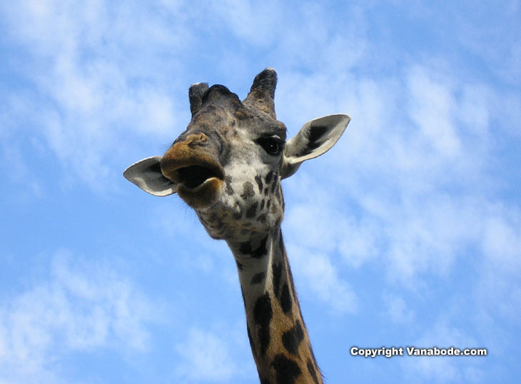 picture of girrafe at san diego zoo in balboa park california