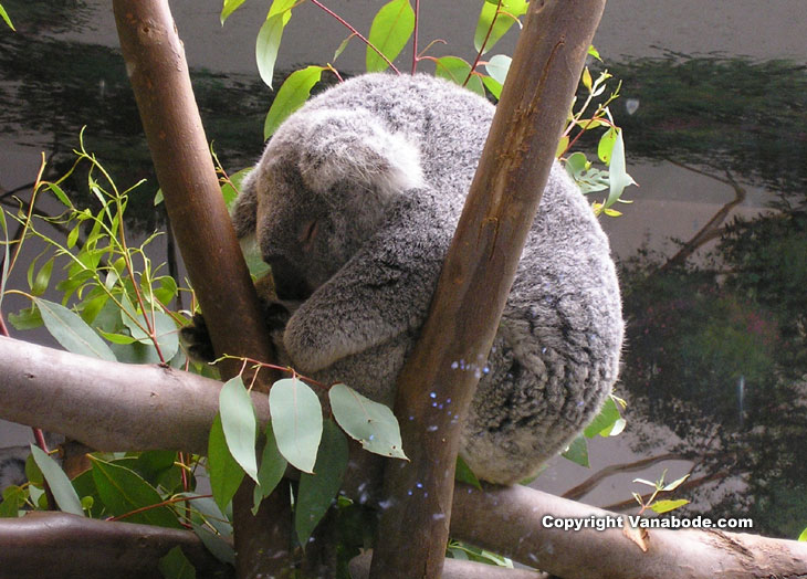koala at balboa park san diego picture