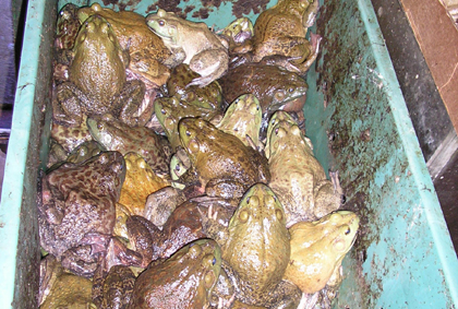 picture of toads for sale in san francisco china town