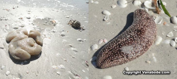 sea creatures on sanibel island beach picture