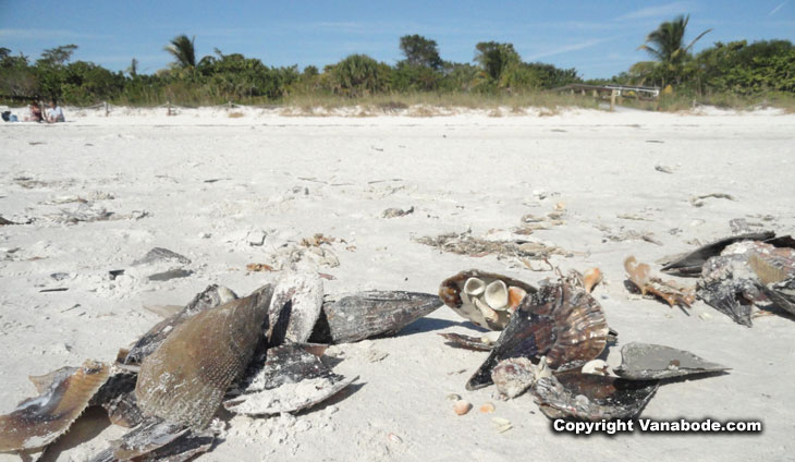 pen shells on sanibel beach picture