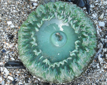 sea anemone oregon coast picture