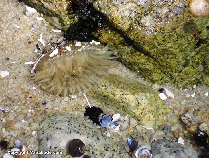 california sealife along the beach picture