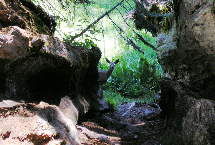 picture of deer taken while hiking in sequoia national park