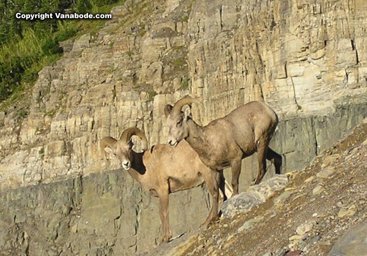 Picture of sheep on hill at Logan Pass