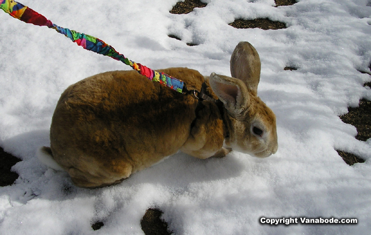 picture of bugsy walking through snow