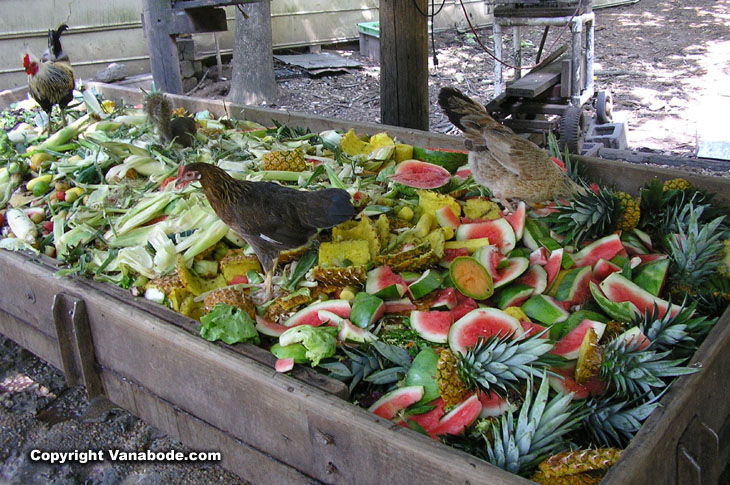 picture taken at tanglewood farm in buford georgia