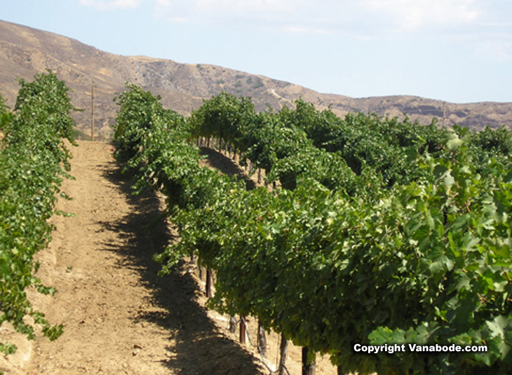 picture of vineyard in temecula california