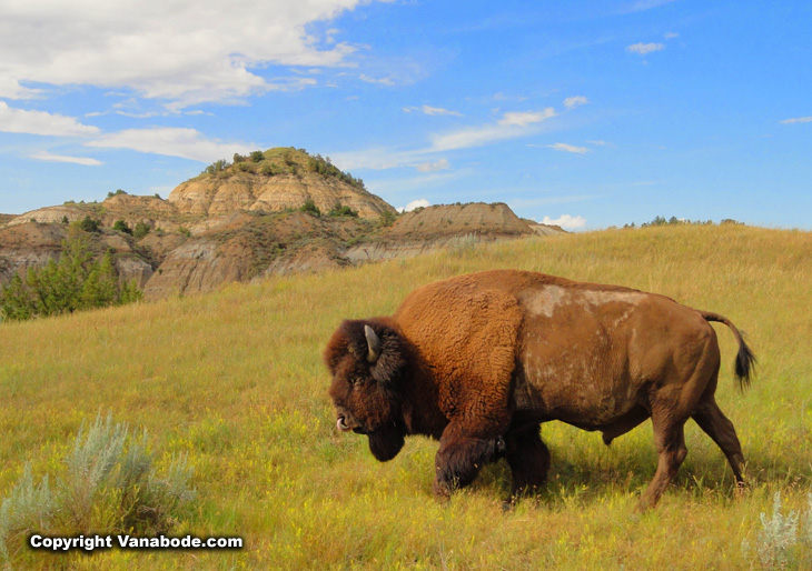 Big bull bison in Theodore Roosevelt National Park on the South side