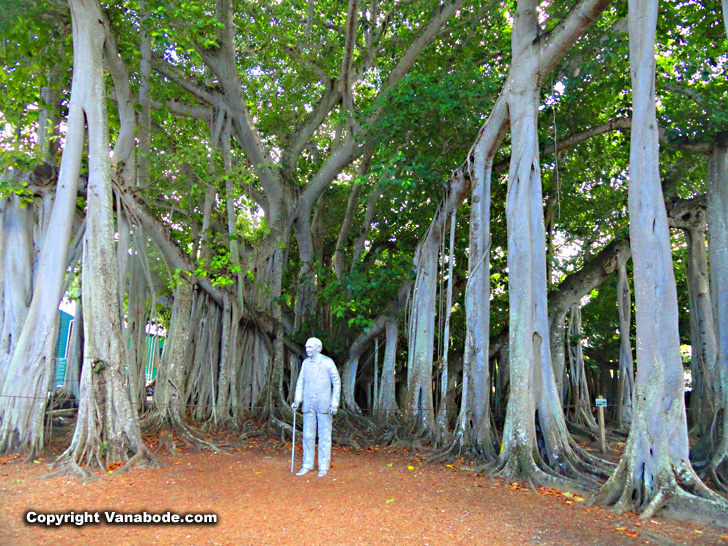 Thomas Edison Estate massive tree and statue picture