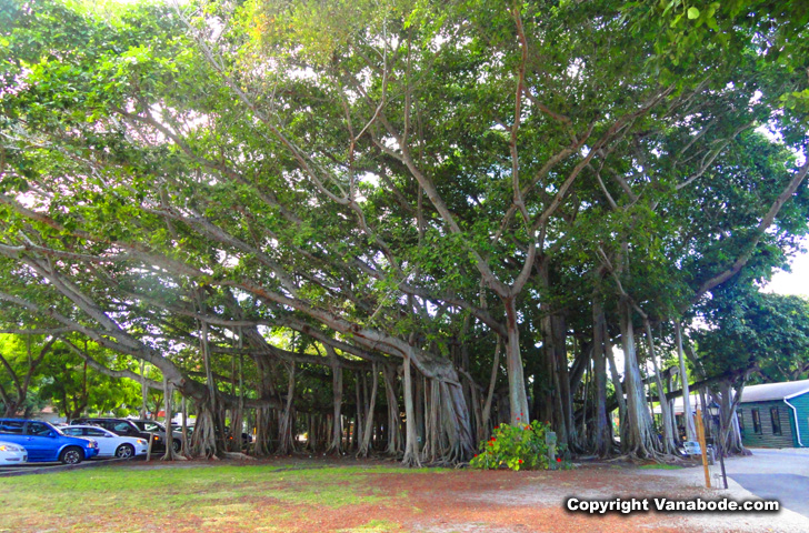 Thomas Edison Estate massive tree picture