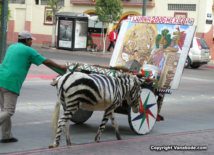 tijuana zebra donkey picture