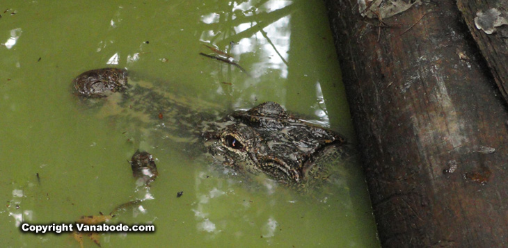 alligator waiting for us to cross the bridge to strike