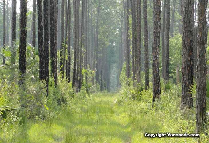 tosohatchee wildlife management area pine trees and road picture