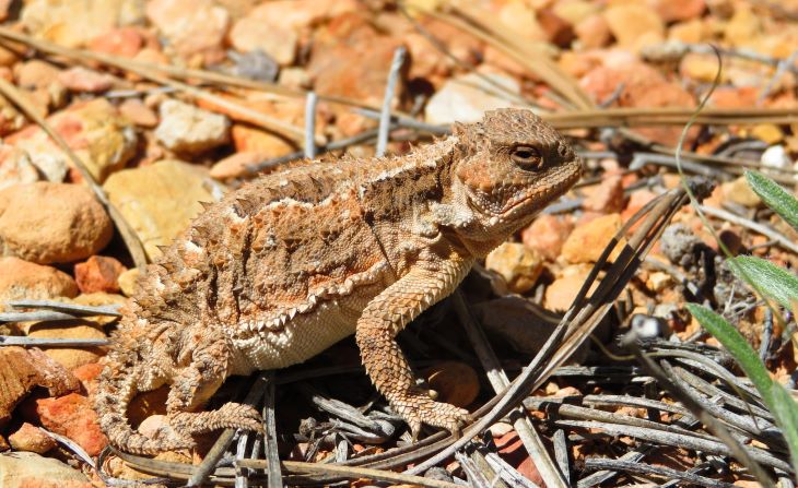 utah lizard