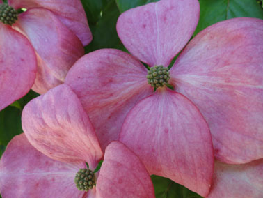 picture taken at the chinese garden in vancouver