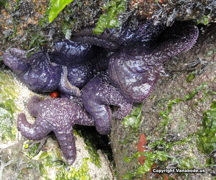 washington coast starfish picture