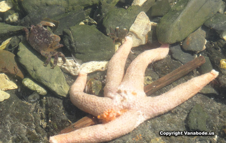 costal washington tidepool crab picture