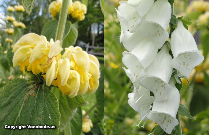 washington wild flower and foxglove picture