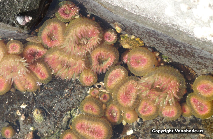 picture of anemone in tidepool at deception pass