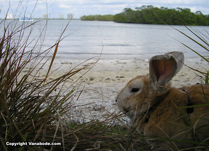 picture of bugsy rresting by the beach