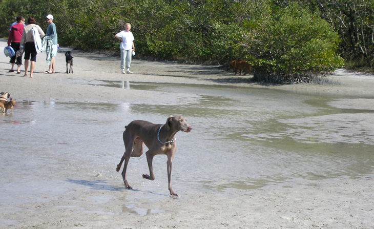 water dog at beach picture