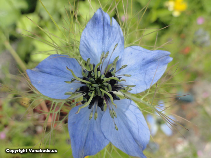 washington wild flower picture