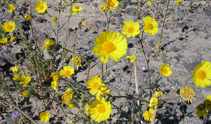 death valley flower picture